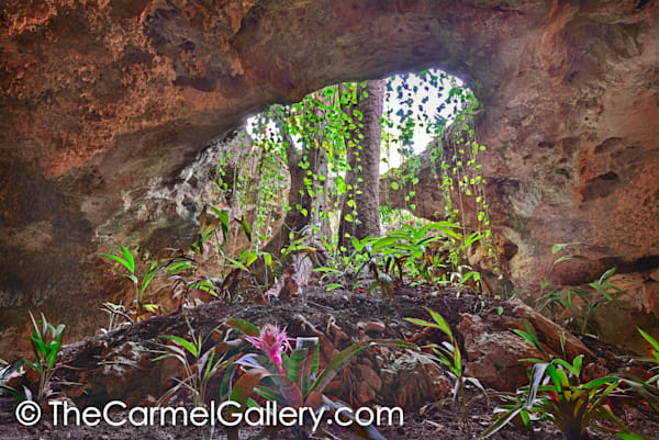 Subterranean Garden