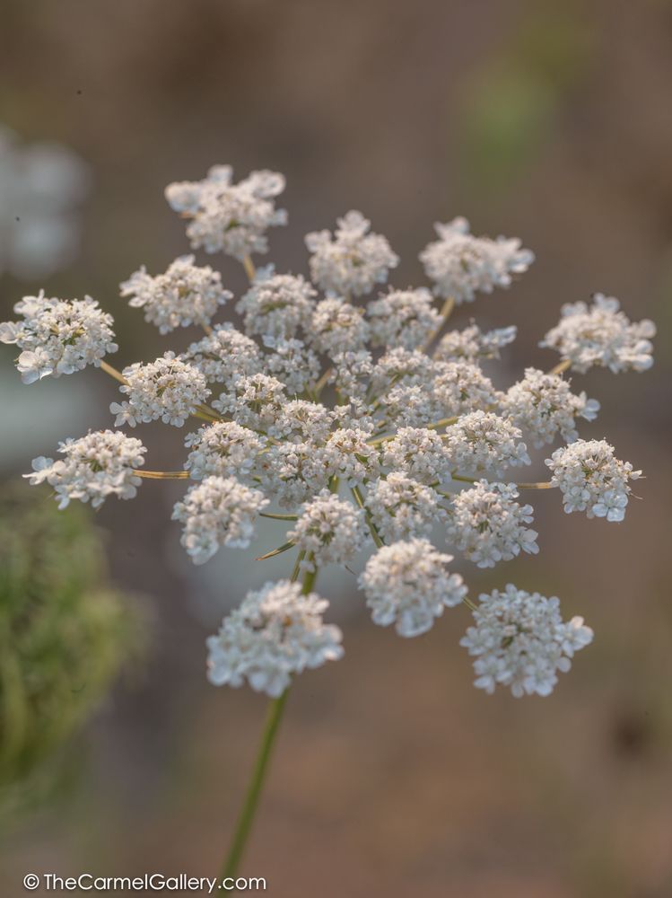Summer Meadow Ii Photography Art | The Carmel Gallery