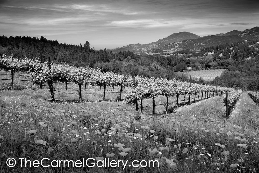Summer Morning Napa BW