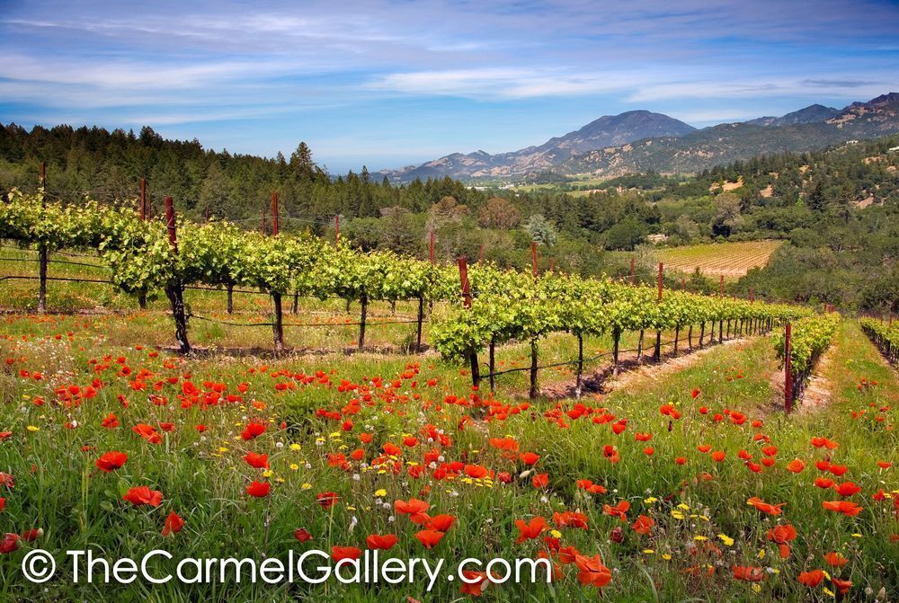 Summer Morning Napa