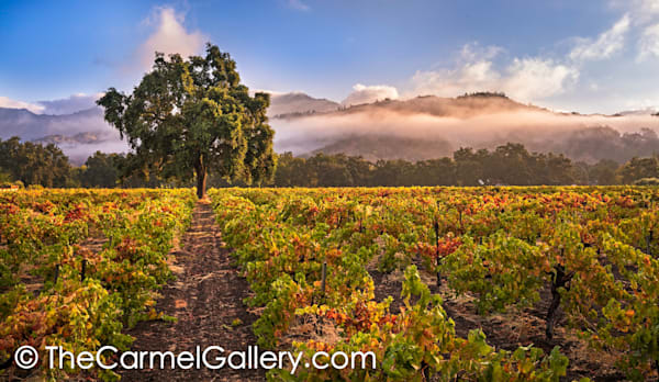 Summer Morning, Calistoga