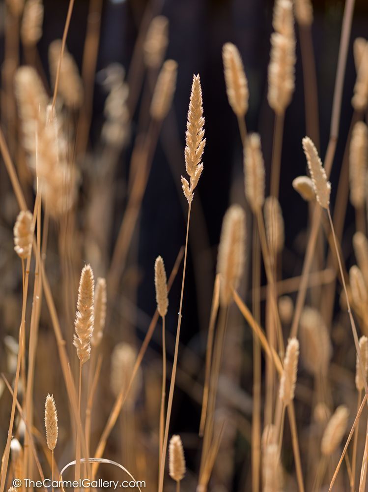 Summer Meadow Viii Photography Art | The Carmel Gallery