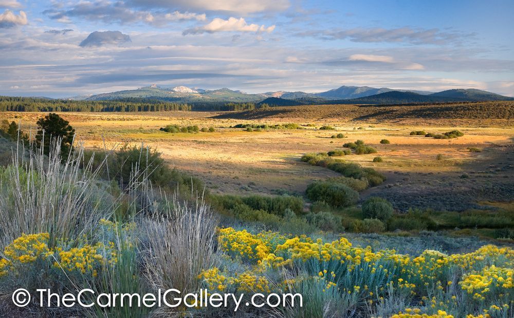 Summer Sage Martis Valley