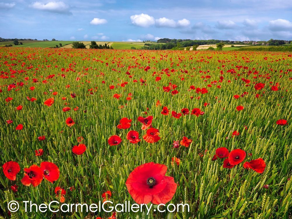 Summer Poppies