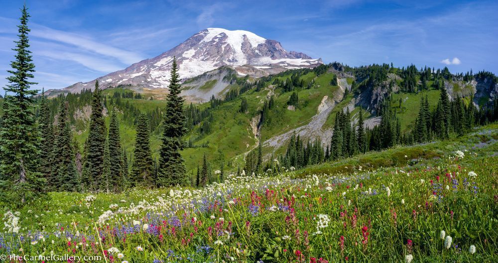 Summer Panorama, Mount Rainier Photography Art | The Carmel Gallery