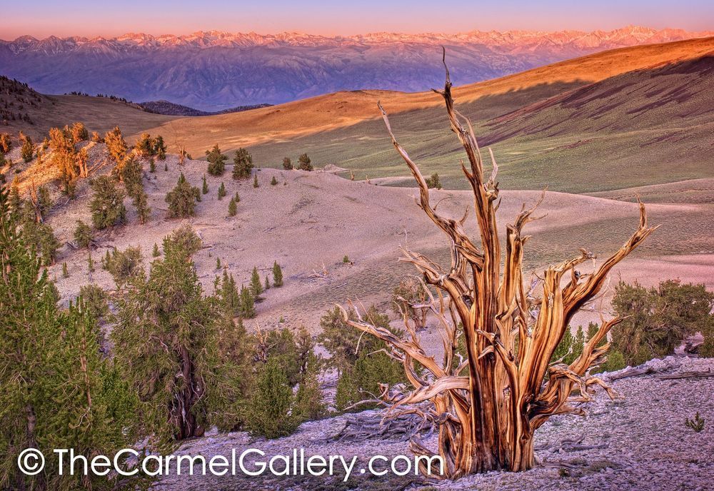 Sunrise on the Sierra Crest