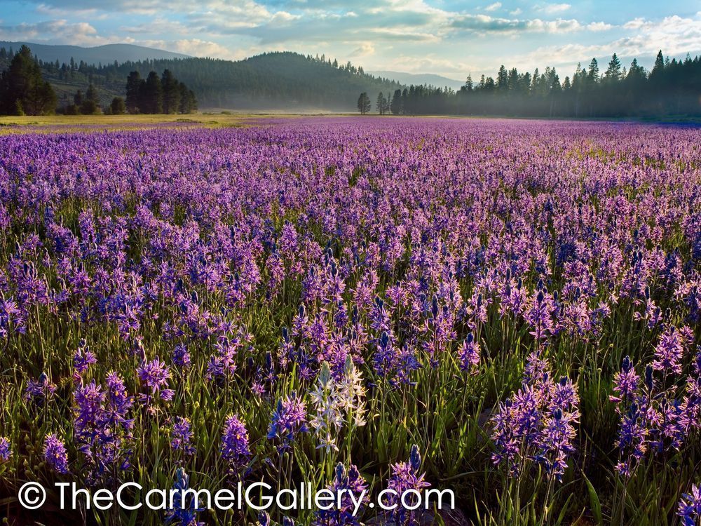 Sunrise on Camas Lillies