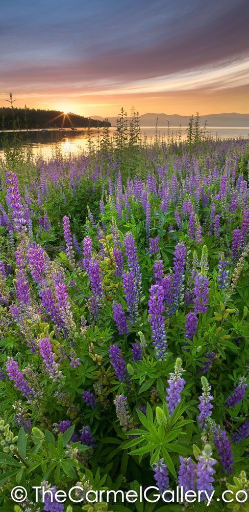 Sunrise on Lupine