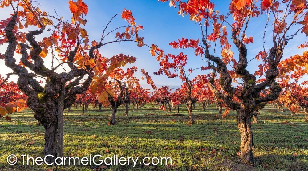 Sunrise Vines