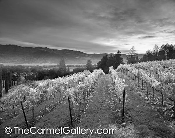 Sunrise Napa Valley BW