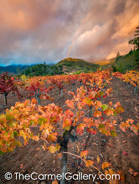 Sunset Rainbow, Napa Valley
