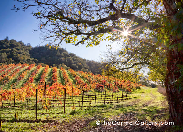 Sunlit Morning Wine Country Photography Art | The Carmel Gallery
