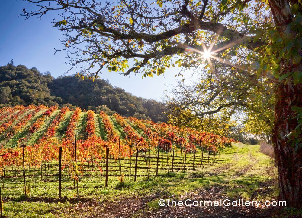 Sunlit Morning Wine Country Photography Art | The Carmel Gallery