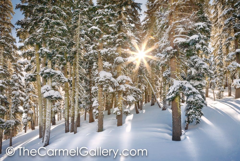 Sunlit Winter Morning
