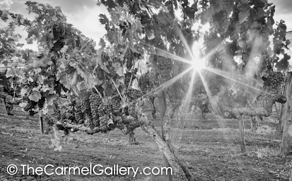 Sunlit Zinfandel BW