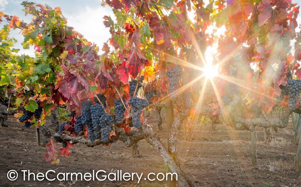 Sunlit Zinfandel