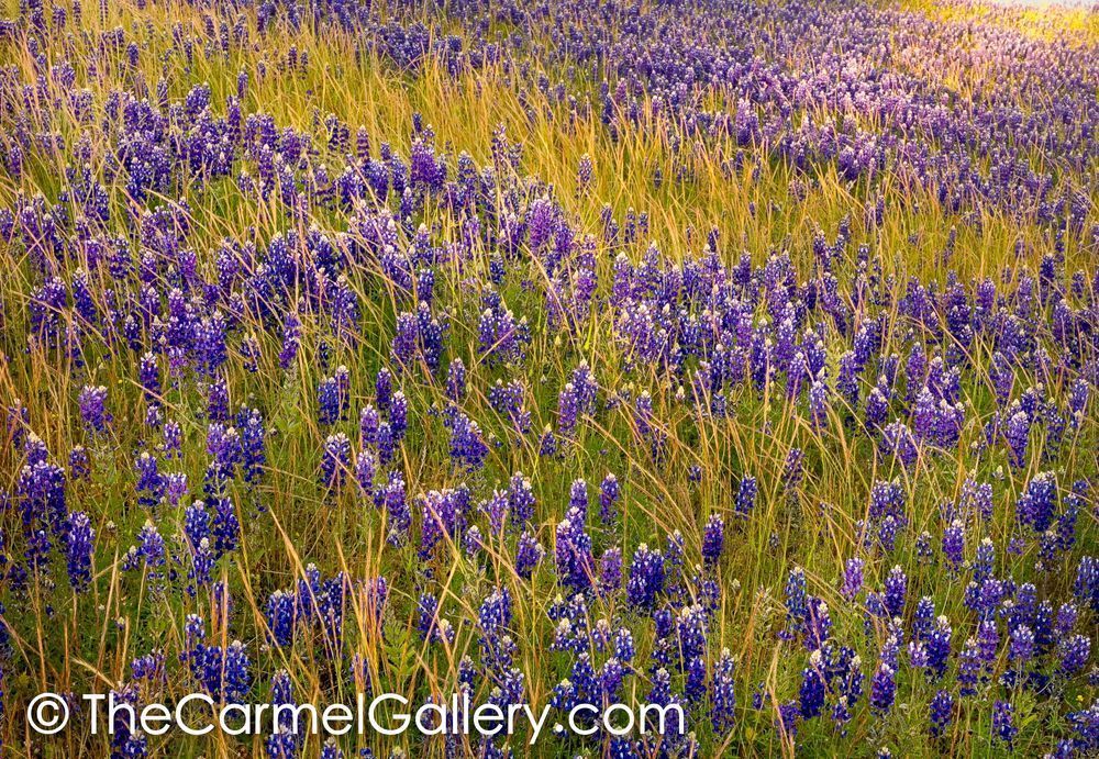 Sunlight on Lupine