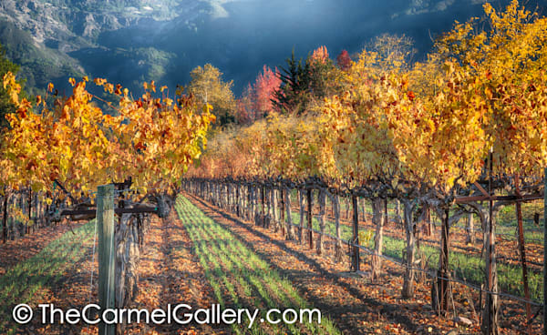 Sunlight and Shadows Wine Country