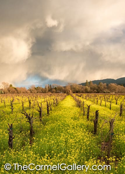 Spring Sky Photography Art | The Carmel Gallery
