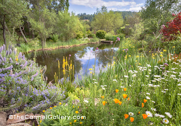 Spring At Hans Fahden Photography Art | The Carmel Gallery