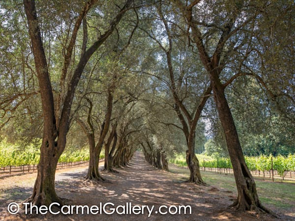 Spring in the Olive Grove