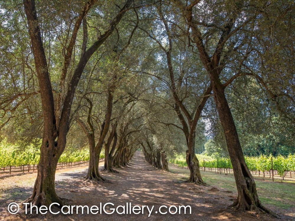 Spring in the Olive Grove