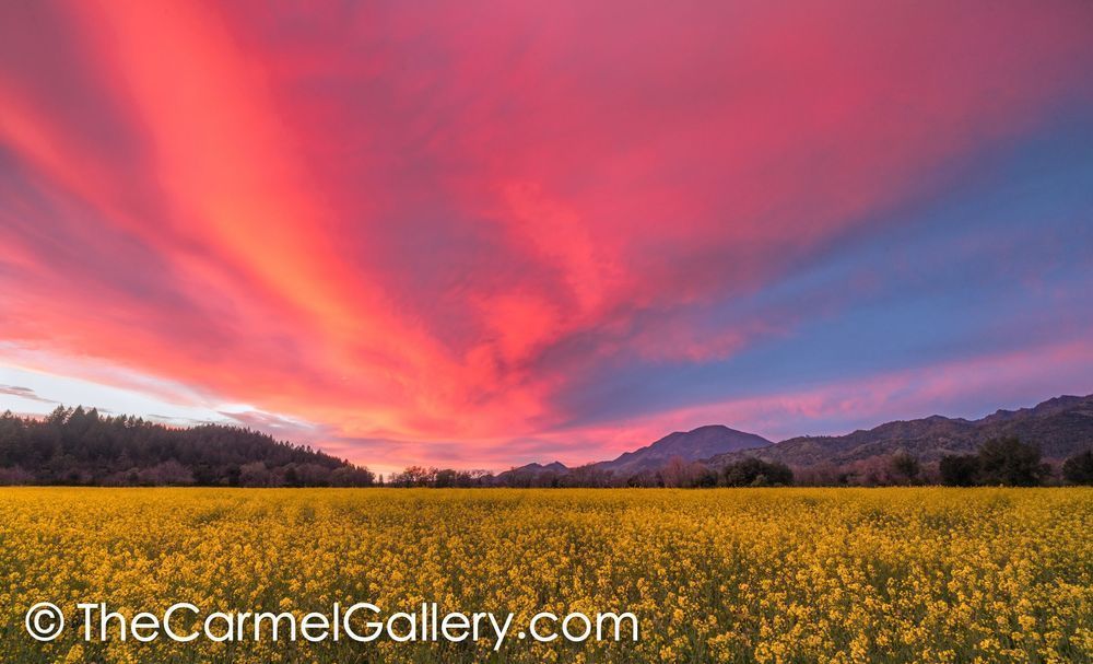 Spring Sunset Napa Valley Photography Art | The Carmel Gallery