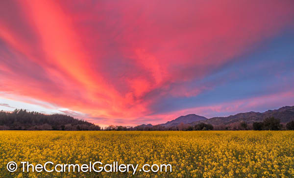Spring Sunset Napa Valley Photography Art | The Carmel Gallery