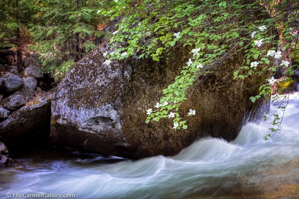 Spring Cascade Photography Art | The Carmel Gallery