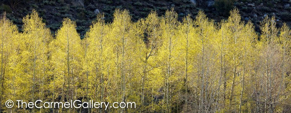 Spring Aspens, High Sierra