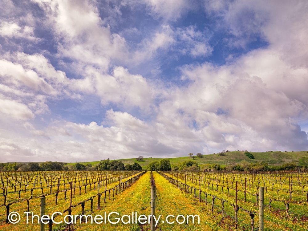Spring Bloom, Napa Valley