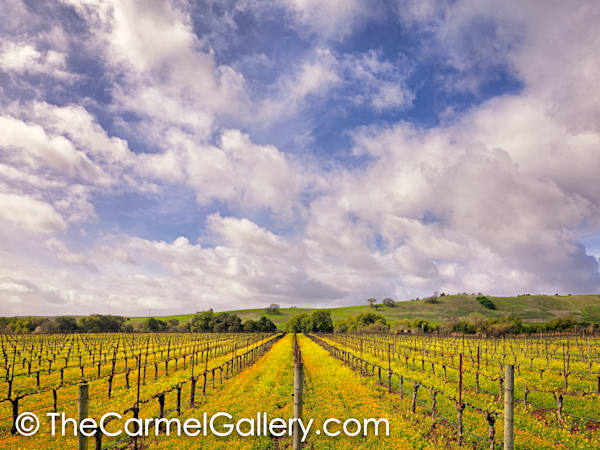 Spring Bloom, Napa Valley