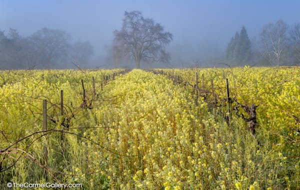 Spring Glow Napa Valley Photography Art | The Carmel Gallery