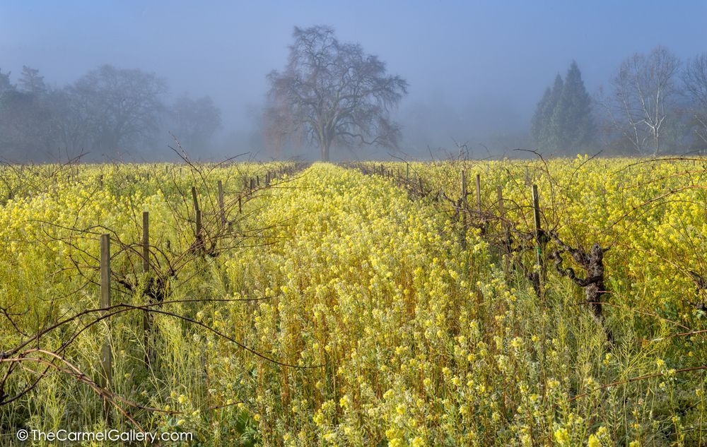 Spring Glow Napa Valley Photography Art | The Carmel Gallery
