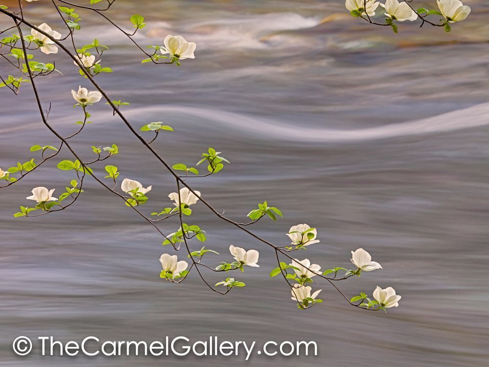 Spring Dogwood & Merced River