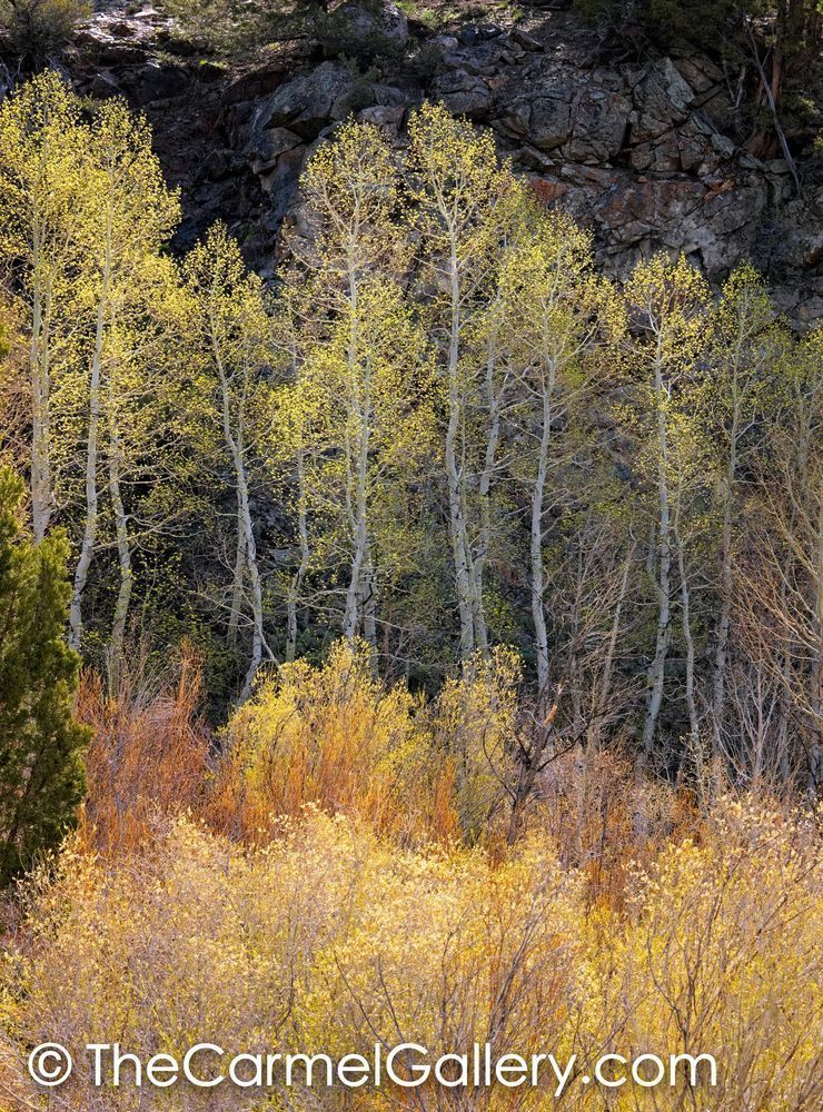 Spring Sunshine, High Sierra
