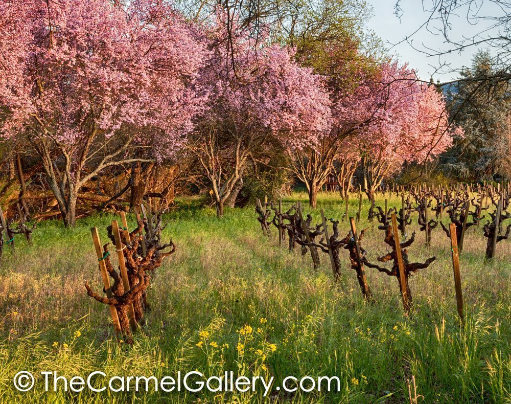 Spring Sunset Calistoga II