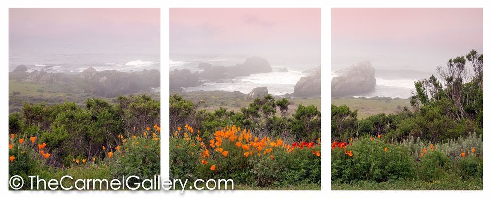 Spring Poppies California Coast ALL