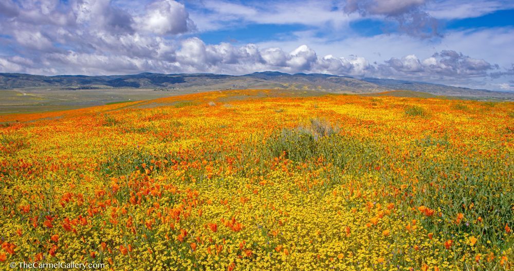 Spring Panorama