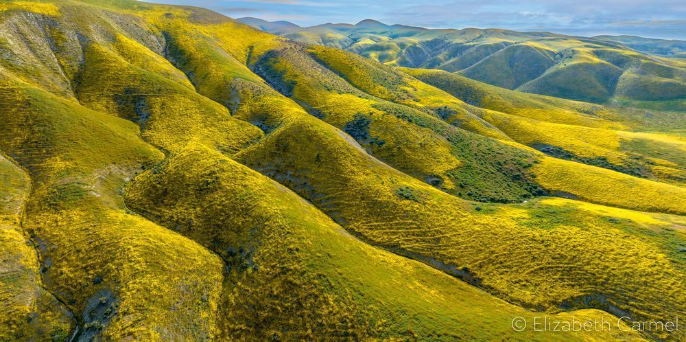 Hillside Bloom Photography Art | The Carmel Gallery