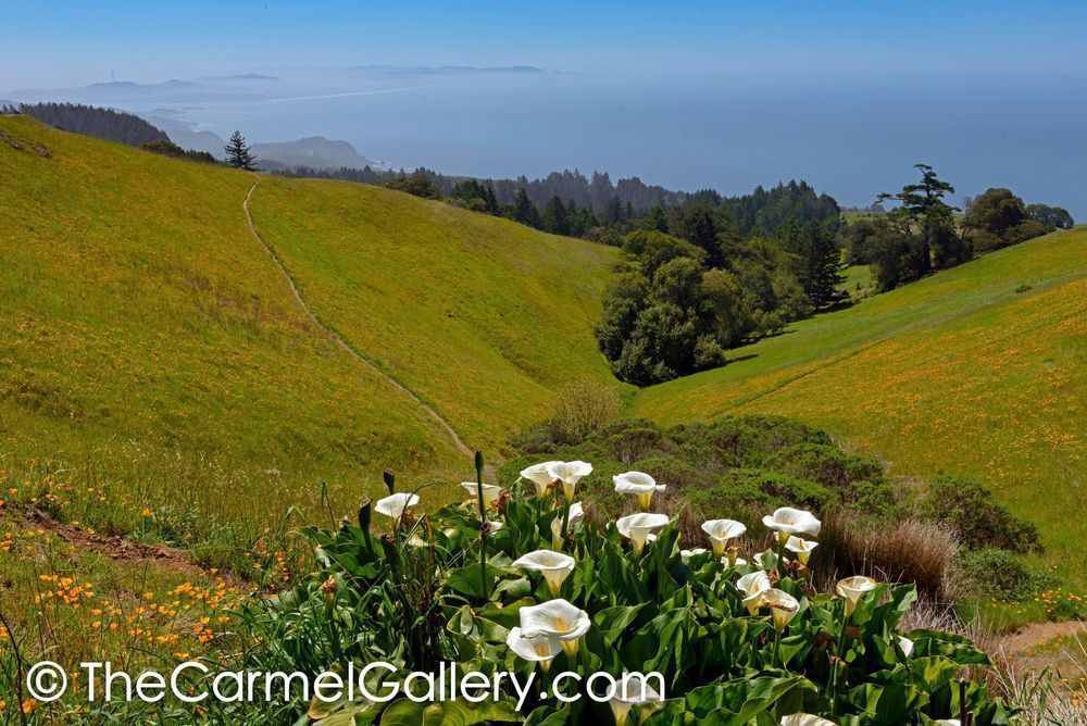 Spring View, Mt. Tam