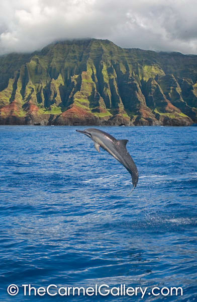 Spinner Dolphin