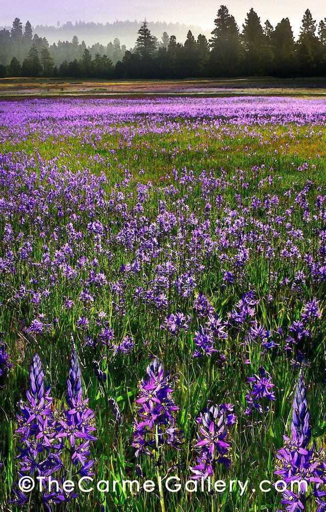Symphony In Purple Photography Art | The Carmel Gallery
