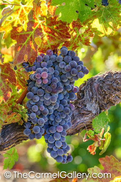 September Harvest I