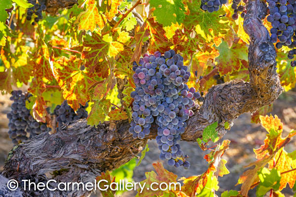 September Harvest II