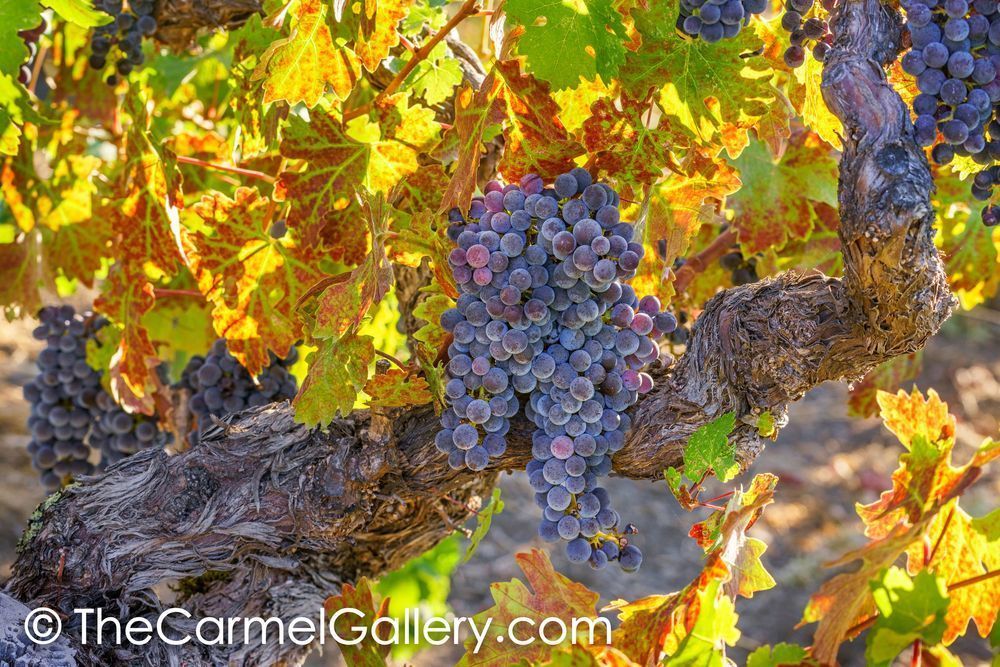 September Harvest II