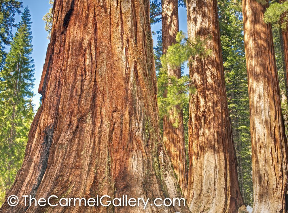 Sequoia Grove, Yosemite