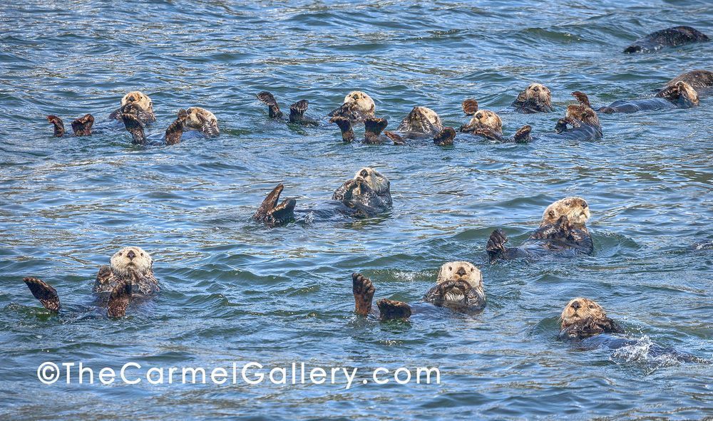 Sea Otter Swim Photography Art | The Carmel Gallery