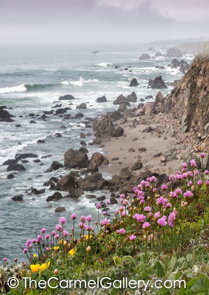 Sea Pink Flowers Sonoma Coast Photography Art | The Carmel Gallery