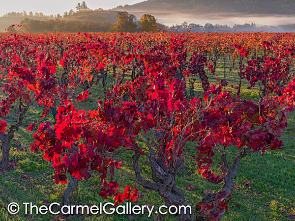 Scarlet Glow